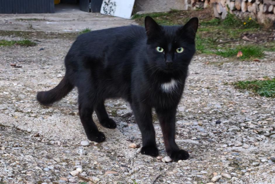 Fundmeldung Katze Unbekannt Saint-Jean-Bonnefonds Frankreich