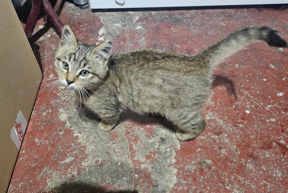 Fundmeldung Katze Weiblich Saint-Paul-en-Jarez Frankreich