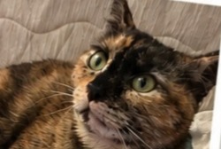 Vermisstmeldung Katze Weiblich , 2 jahre Ris-Orangis Frankreich Vermisstmeldung Katze Weiblich , 2 jahre Ris-Orangis Frankreich