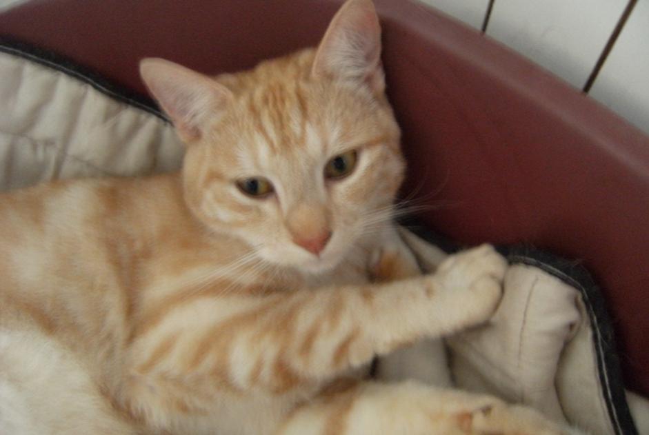 Vermisstmeldung Katze rassenmischung Männliche , 10 jahre Forcé Frankreich Vermisstmeldung Katze rassenmischung Männliche , 10 jahre Forcé Frankreich