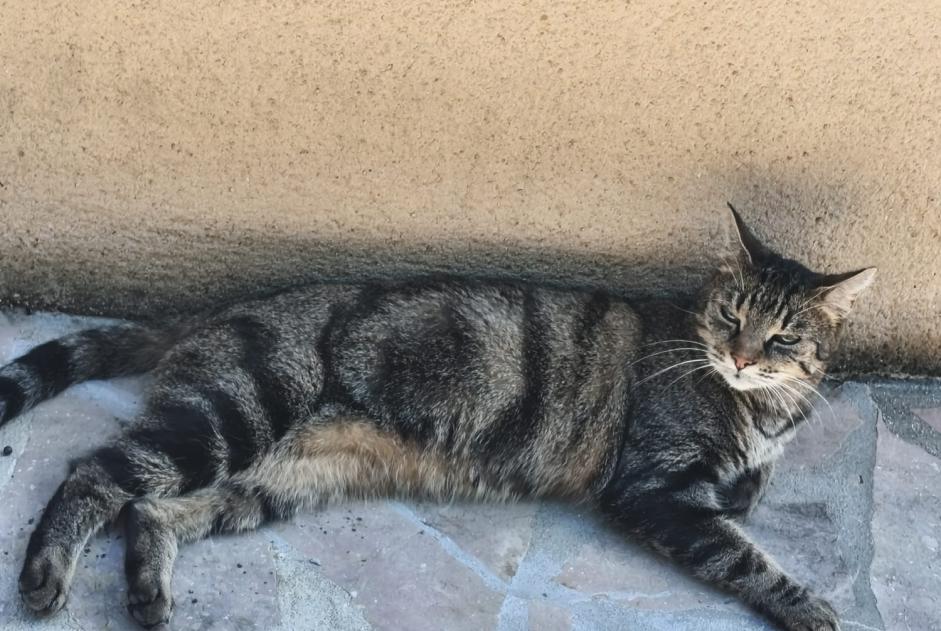 Discovery alert Cat  Female Champseru France