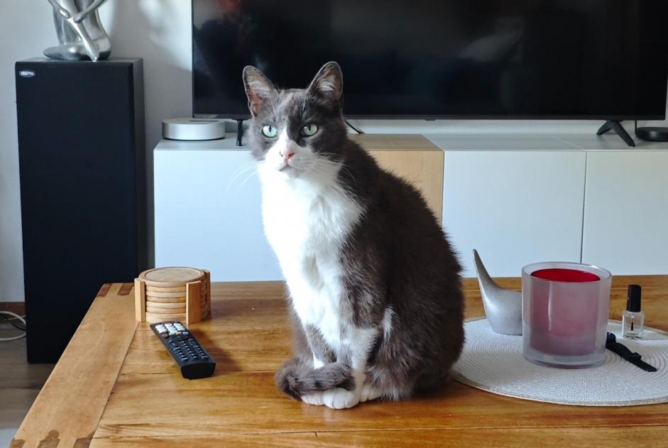 Disappearance alert Cat Male , 13 years Saint-Brieuc France Disappearance alert Cat Male , 13 years Saint-Brieuc France