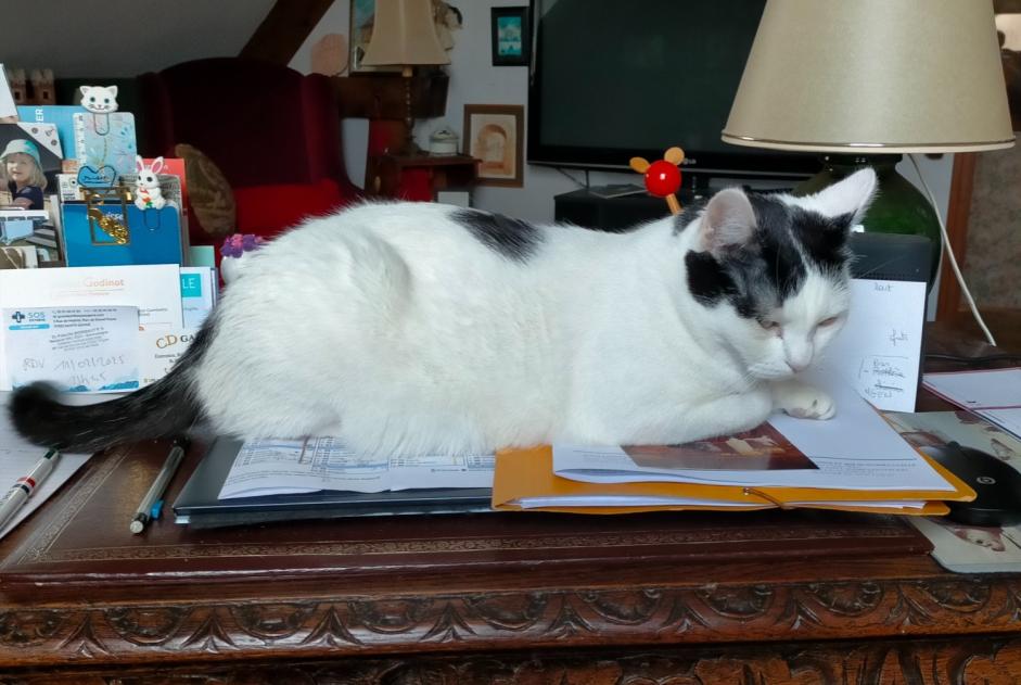 Alerta de Desaparición Gato Hembra , 2 años Bréviandes Francia Alerta de Desaparición Gato Hembra , 2 años Bréviandes Francia