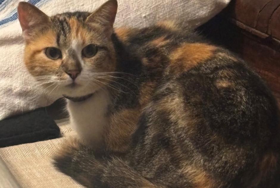 Alerta de Desaparición Gato Hembra , 3 años Loctudy Francia Alerta de Desaparición Gato Hembra , 3 años Loctudy Francia