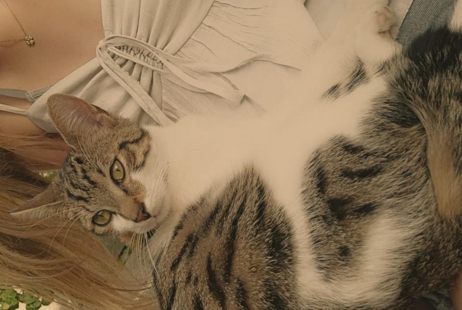 Alerta de Hallazgo Gato Macho Dreux Francia Alerta de Hallazgo Gato Macho Dreux Francia