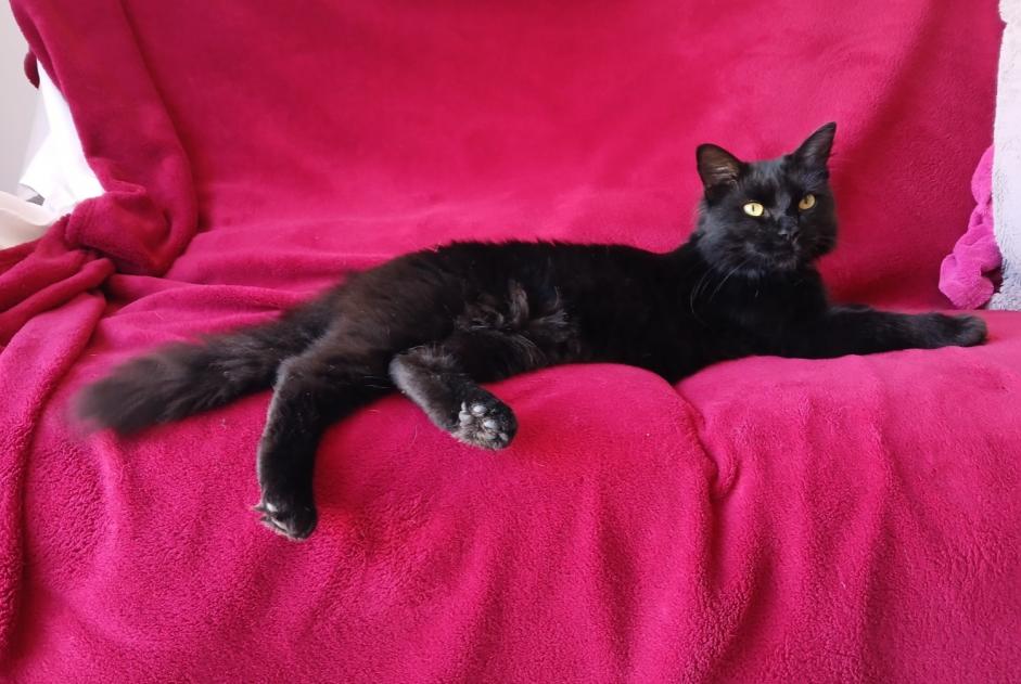 Alerte Disparition Chat Femelle , 1 ans Angoulême France