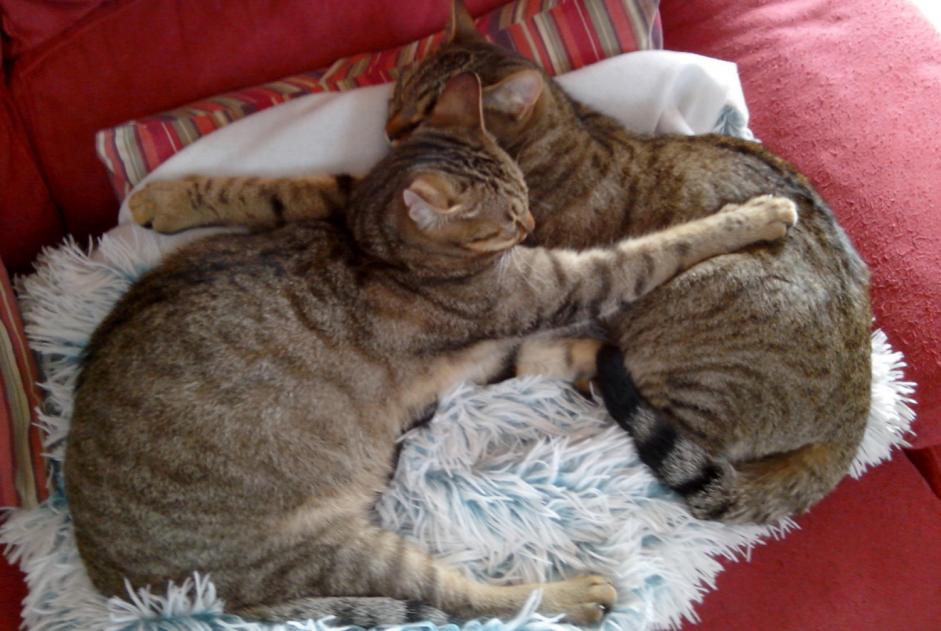 Alerte Disparition Chat Mâle , 9 ans Saint-Germain-le-Gaillard France
