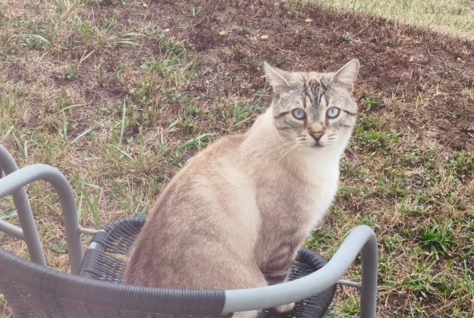 Alerte Disparition Chat  Mâle , 6 ans Brezolles France