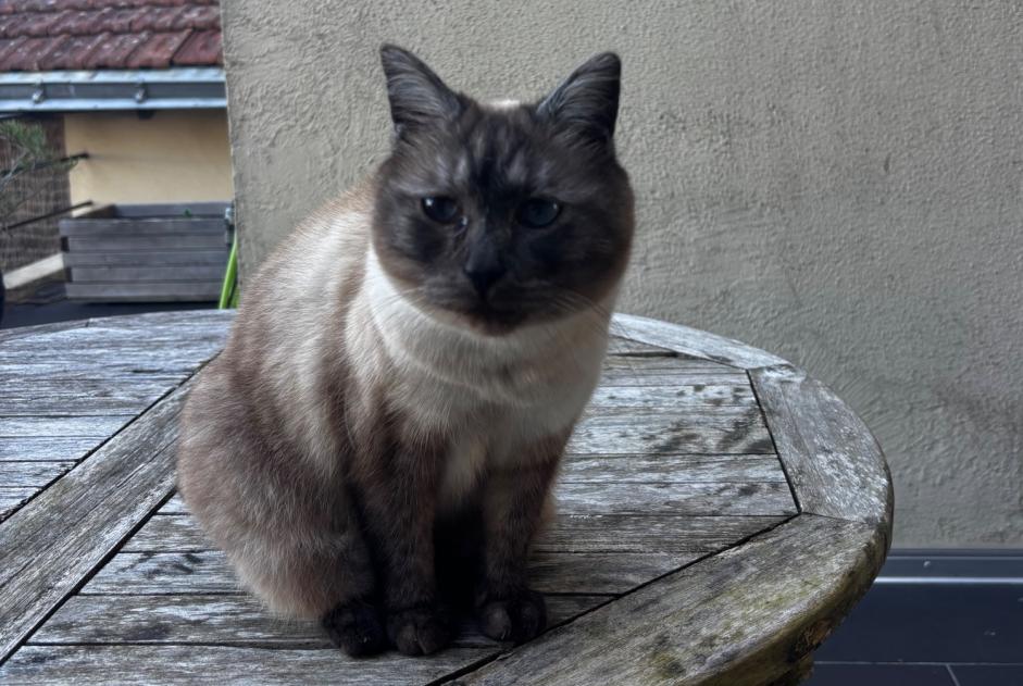 Alerte Disparition Chat croisement Mâle , 8 ans Cholet France Alerte Disparition Chat croisement Mâle , 8 ans Cholet France