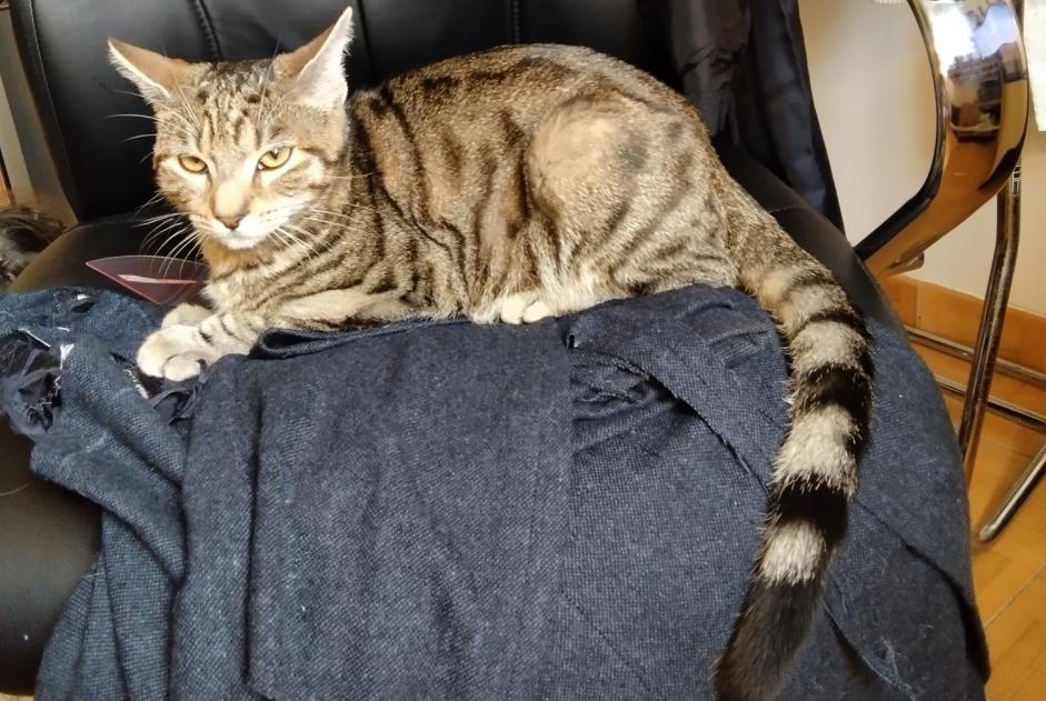 Alerte Découverte Chat Mâle Corbeil-Essonnes France Alerte Découverte Chat Mâle Corbeil-Essonnes France