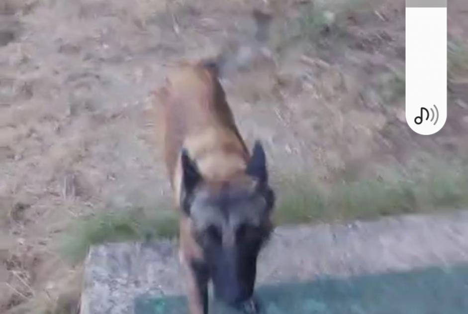 Alerte Disparition Chien Femelle , 3 ans Saint-Florent-sur-Auzonnet France Alerte Disparition Chien Femelle , 3 ans Saint-Florent-sur-Auzonnet France