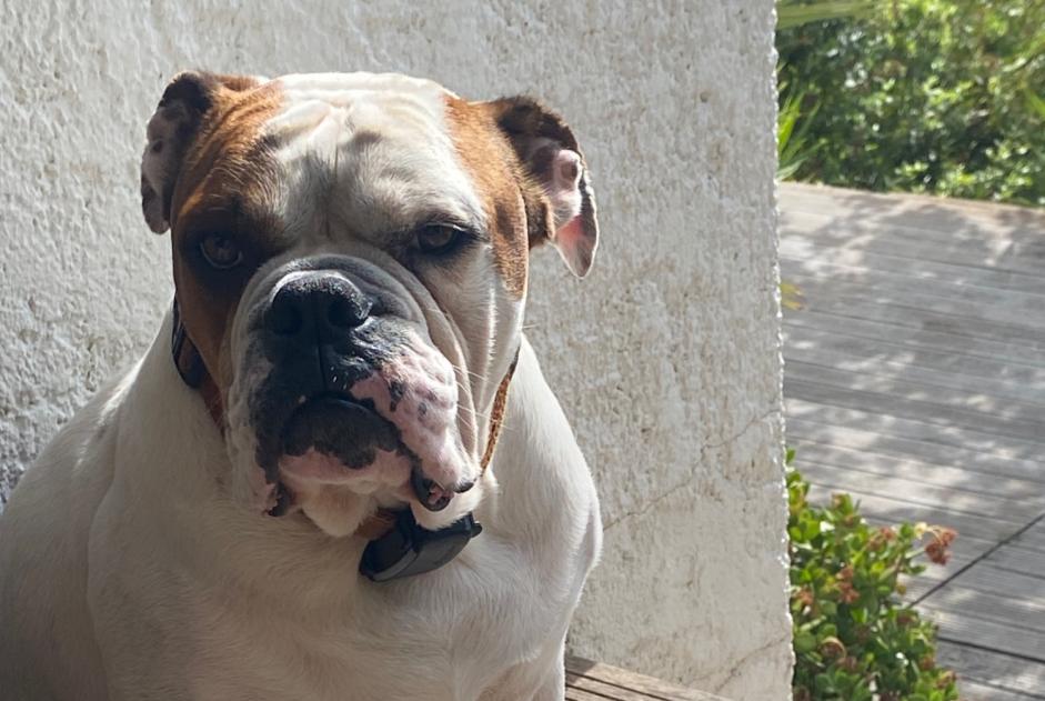Alerte Disparition Chien  Mâle , 5 ans Toulon France