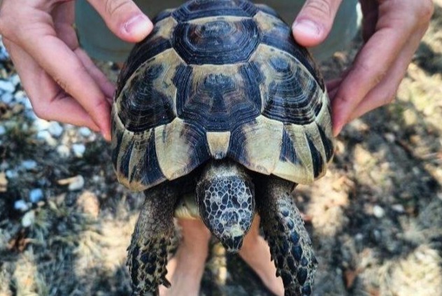 Alerte Découverte Tortue Inconnu Mornac France