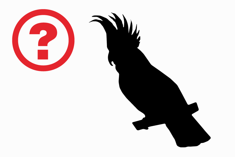 Alerte Découverte Oiseau Inconnu Ribécourt-Dreslincourt France