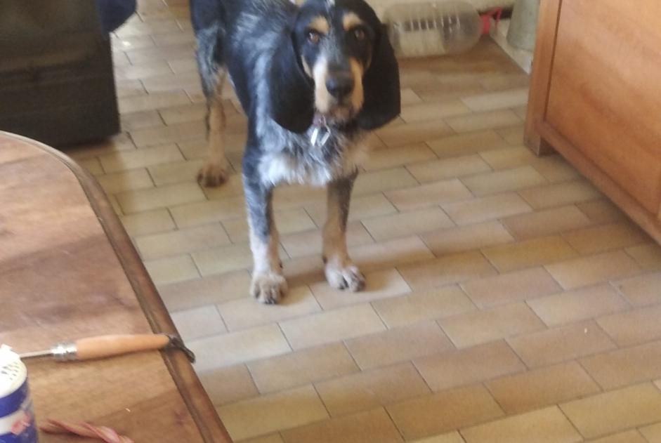 Avviso scomparsa Cane  Maschio , 2 anni Quillan Francia