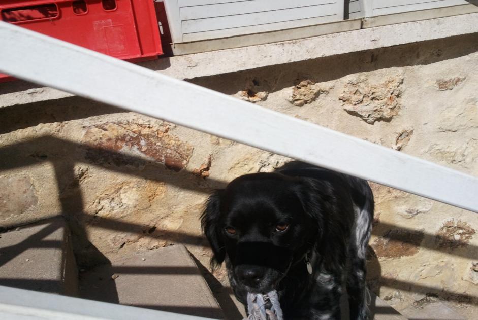 Avviso scomparsa Cane  Femmina , 13 anni Dourdan Francia