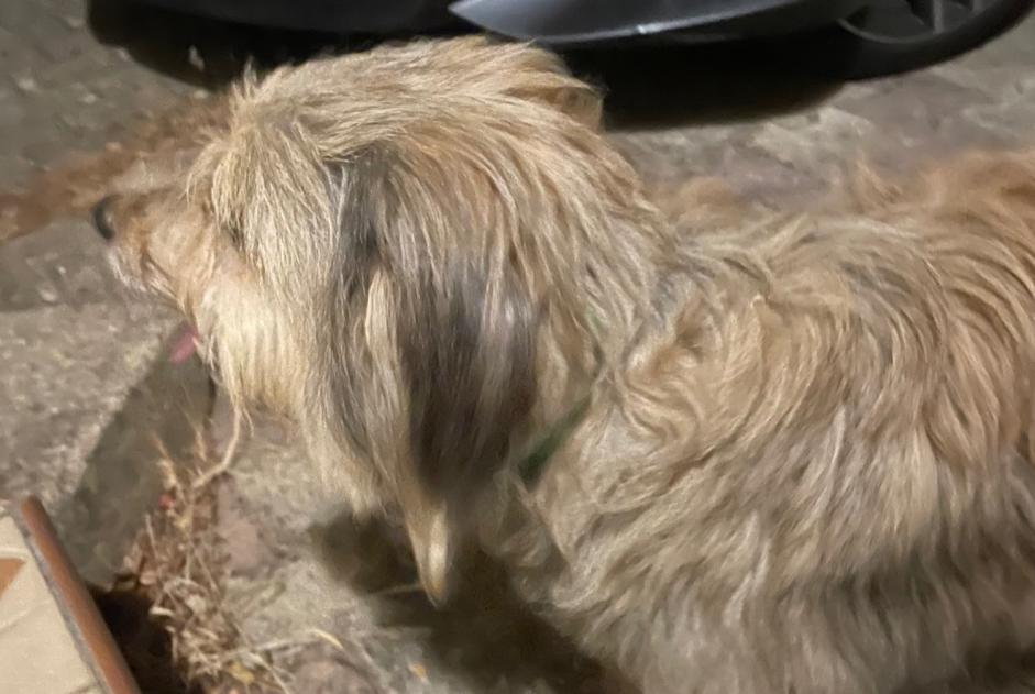 Avviso Ritrovamento Cane Femmina Fleury Francia Avviso Ritrovamento Cane Femmina Fleury Francia