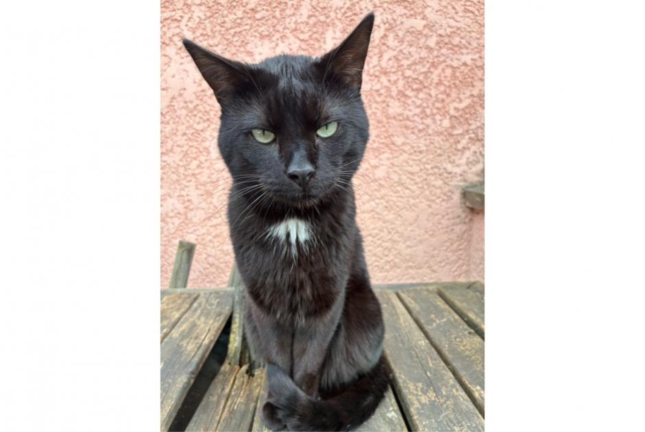 Avviso scomparsa Gatto incrocio di razze Maschio , 8 anni Bû Francia Avviso scomparsa Gatto incrocio di razze Maschio , 8 anni Bû Francia