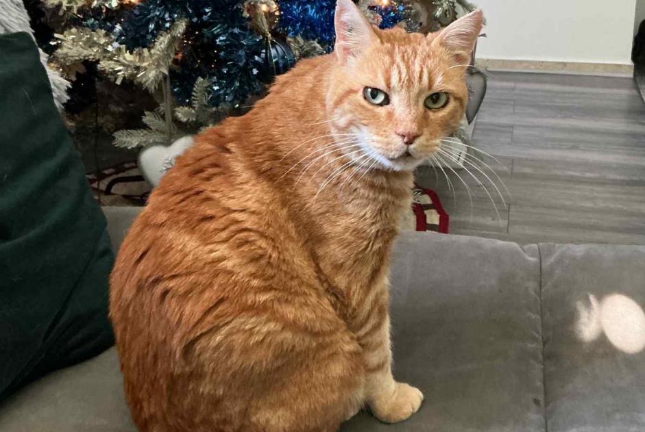 Alerta desaparecimento Gato Macho , 12 anos Saint-Paul-de-Vence France
