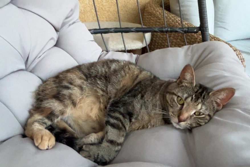 Alerta desaparecimento Gato Fêmea , 3 anos Nice France