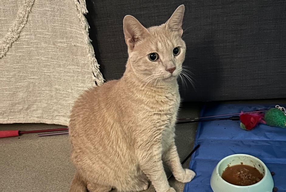 Alerta desaparecimento Gato Macho , 11 anos Paris France Alerta desaparecimento Gato Macho , 11 anos Paris France