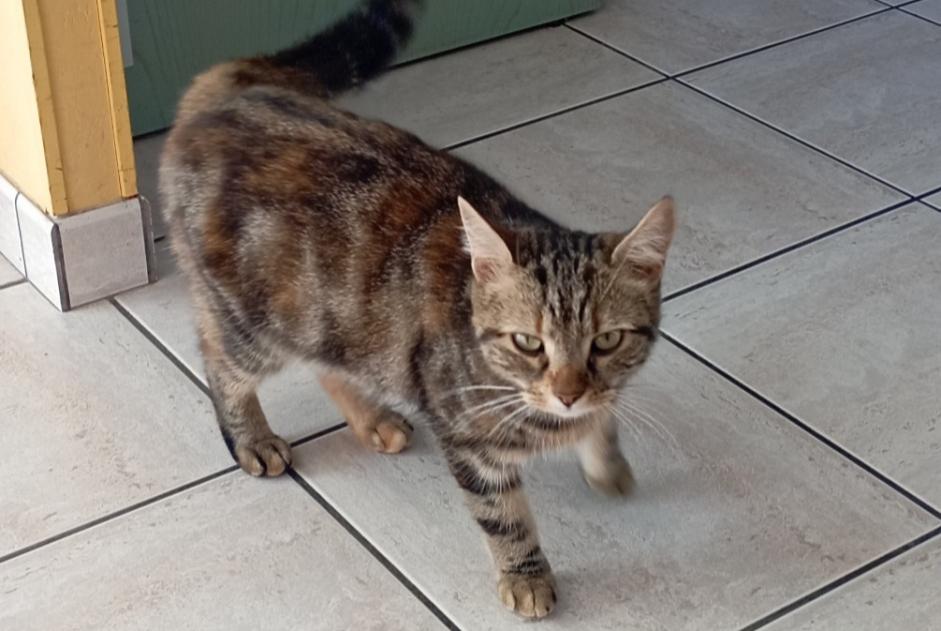 Alerta descoberta Gato Desconhecido Bonchamp-lès-Laval France Alerta descoberta Gato Desconhecido Bonchamp-lès-Laval France
